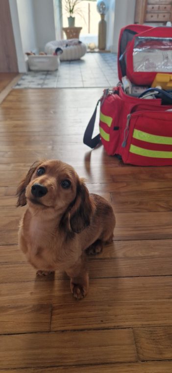 Chiot teckel à poil long