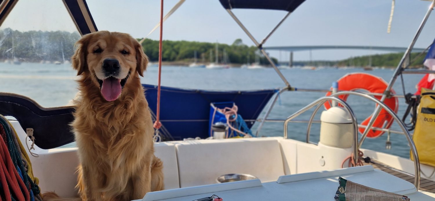 Golden retriever à bord d'un voilier