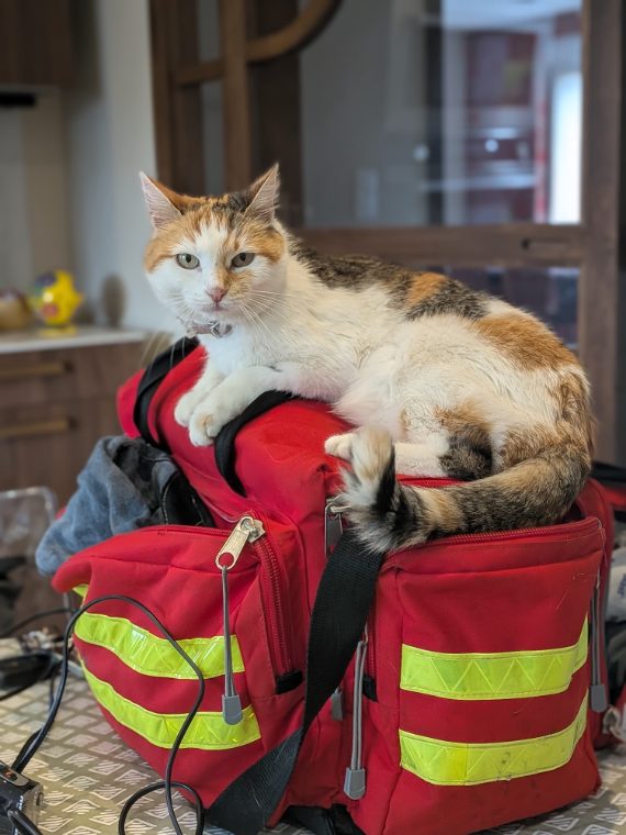 Chat âgé sur la trousse de soins